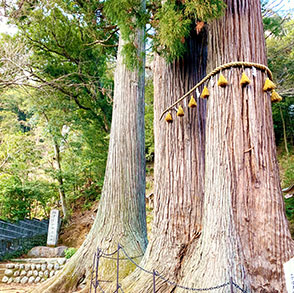 夫婦杉（日枝神社）